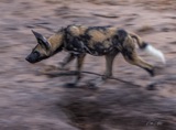 Serondella - Wild Dog panning shot